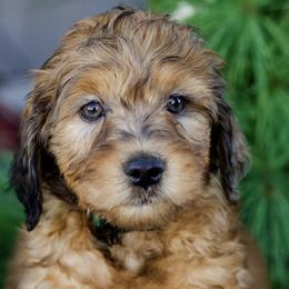Goldendoodles and Sheepadoodles from Peak Pups
