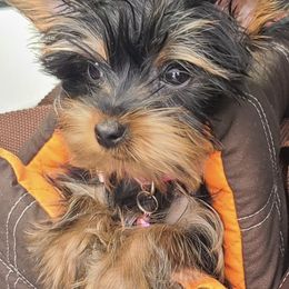 Poodle, Shih Tzu, and Yorkshire Terrier Puppies from Adorable Puppy Paws