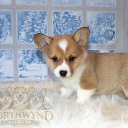 Pembroke Welsh Corgi Puppies from Northwynd Corgis