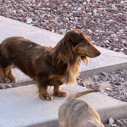 Chia - Dachshund