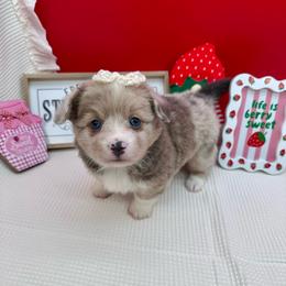 Fluffy- Lily - Sable merle and white female American Corgi puppy in Waskom, Texas from Piney Woods Corgis