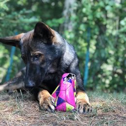 German Shepherd All Grown Up from Von Mello Shepherds