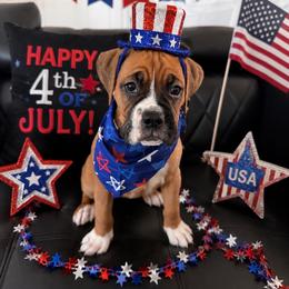Dark pink - Fawn female Boxer puppy in Denver, Colorado from Yuni’s AKC Boxers