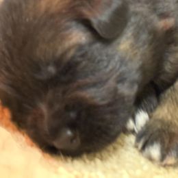 Female 1 - Black and red female German Shepherd puppy in Winchester, Kentucky from Drache Feld