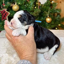 Boy 3 - Tri-color male Bernedoodle puppy in Litchfield, New Hampshire from Vidadoodle