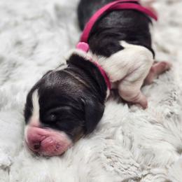 Uniqua - Tri-Roan female English Springer Spaniel puppy in Westover, Maryland from Sterling's springer Haven