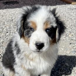 Trooper Of The Storm - Australian Shepherd