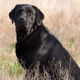 Labrador Retrievers from Lynneville Labradors
