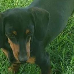 Betty - Dachshund