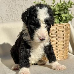 Cocoa - Black and white male Bernedoodle puppy in Moreno Valley, California from Ayy_Doodles