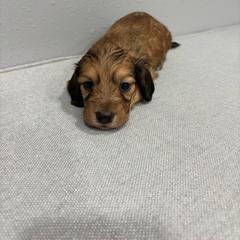 Ace - Red male Dachshund puppy in Wayland, Iowa from CR Kennels