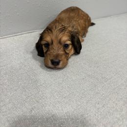 Ace - Red male Dachshund puppy in Wayland, Iowa from CR Kennels