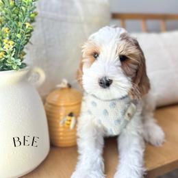 BEE - Caramel ice male Australian Labradoodle puppy in Palmdale, California from Heavenly Doodles
