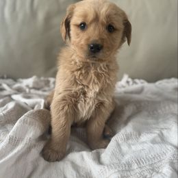 Lizzy - Golden female Golden Retriever puppy in Mount Pleasant, Utah from Juniper Mountain Goldens
