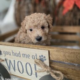 Max - Apricot male Assorted Doodle Crosses puppy in Yucaipa, California from Mini Doodle Dandies