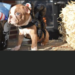 Hershey - Boston Terrier puppy in New Cumberland, Pennsylvania from BB and C Bostons