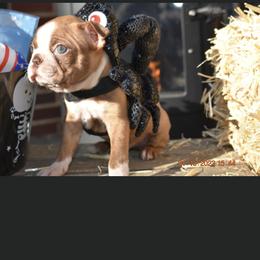 Hershey - Boston Terrier puppy in New Cumberland, Pennsylvania from BB and C Bostons