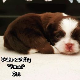 Great Dane and Shih Tzu Puppies from Empire Royalty and Majestic Dane
