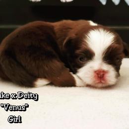 Great Dane and Shih Tzu Puppies from Empire Royalty and Majestic Dane