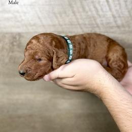 Jax - Red  male Poodle puppy in Abilene, Texas from Mesquite Kennels