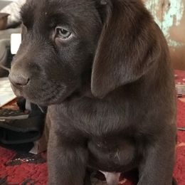 Labrador Retrievers from Epoch Farms