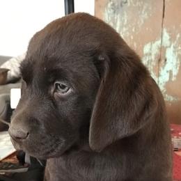Labrador Retrievers from Epoch Farms