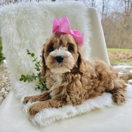 Paige - Red and white female Cockapoo puppy in Lucas, Ohio from Willow Lane Puppy