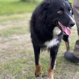 Koda - Australian Shepherd