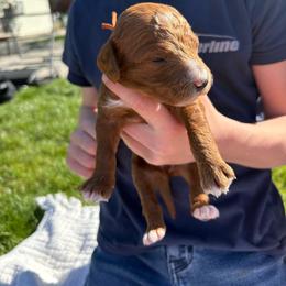 Orange - Red  female Poodle puppy in Pasco, Washington from Dayton Farms