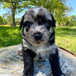 Thowra - Blue merle male Australian Shepherd puppy in Newton, Mississippi from Bright Star Aussies