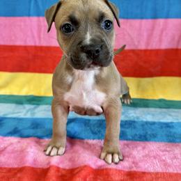 Blue Fawn Female - Blue fawn female American Pit Bull Terrier puppy in Nine Mile Falls, Washington from Bartin Kennels