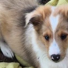 Shetland Sheepdogs from Turnock's Shelties