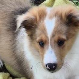 Shetland Sheepdogs from Turnock's Shelties