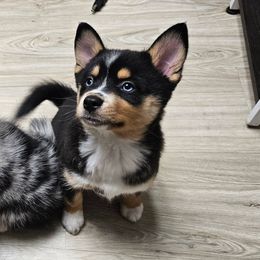 Pomsky Puppies from Wolfpack Pomskies