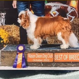 Onion - Cavalier King Charles Spaniel