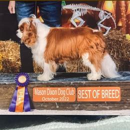 Onion - Cavalier King Charles Spaniel