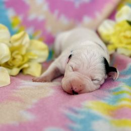 Girl 2 - Flower - White and black Dalmatian puppy in Hillsville, Virginia from Spot On Dalmatians