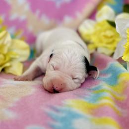 Girl 2 - Flower - White and black Dalmatian puppy in Hillsville, Virginia from Spot On Dalmatians