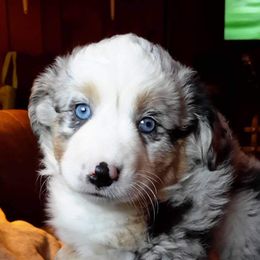 Australian Shepherd Puppies from Aussieway