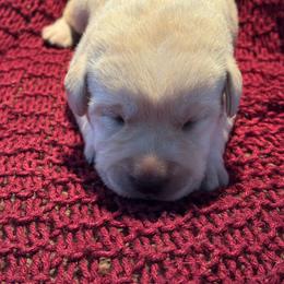 Chestnut- Red collar - Yellow male Labrador Retriever puppy in Isanti, Minnesota from Four Corners Family Labs