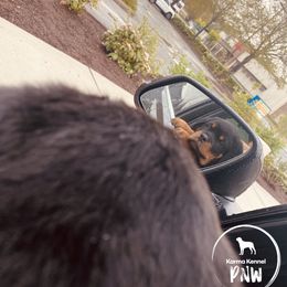 Rottweiler Puppies from KarmaKennelPNW