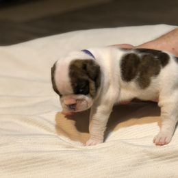 English Bulldog Puppies from Ruza's Bulldogs