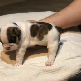 English Bulldog Puppies from Ruza's Bulldogs