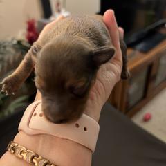Prague Ratter Puppies from North Star Gem’s Prague Ratters