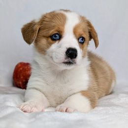 Hank aka Lucario - Sable merle and white male American Corgi puppy in Clarksville, Tennessee from Cold Creek Family Farm LLC