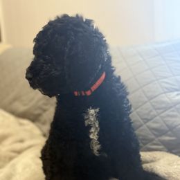 Goldendoodle Puppies from Southern Grace Acres