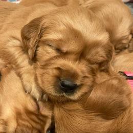 Boy 2 - Dark golden male Golden Retriever puppy in Salem, Oregon from Baker’s Goldens