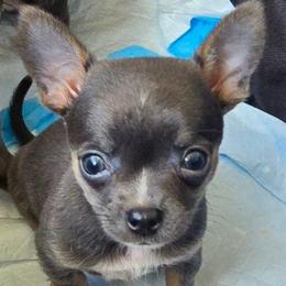 Mercedes - Blue and tan female Chihuahua puppy in Amity, Pennsylvania from Baxters Chihuahuas