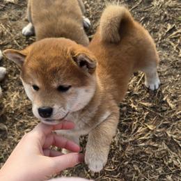 Satoshi - Red male Shiba Inu puppy in Marianna, Florida from Diwasou