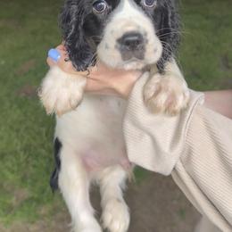 Boy 2 - Black and white male English Springer Spaniel puppy in Bonifay, Florida from Sherrouse English Springer Spaniels